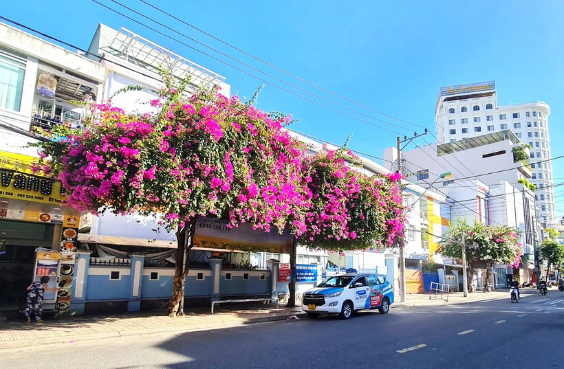 Các con đường, góc phố ở Bắc Giang, Nha Trang, Phan Thiết, hoa giấy tuôn cản chả kịp, tha hồ chụp ảnh  - Ảnh 6.