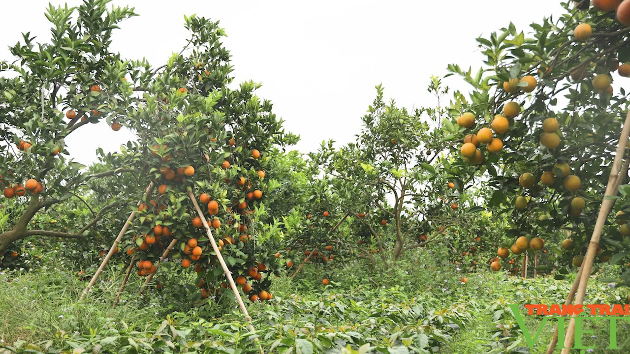 Sơn La: Xây dựng vùng nguyên liệu sản xuất và tiêu thụ nông sản trên địa bàn tỉnh Sơn La - Ảnh 6.