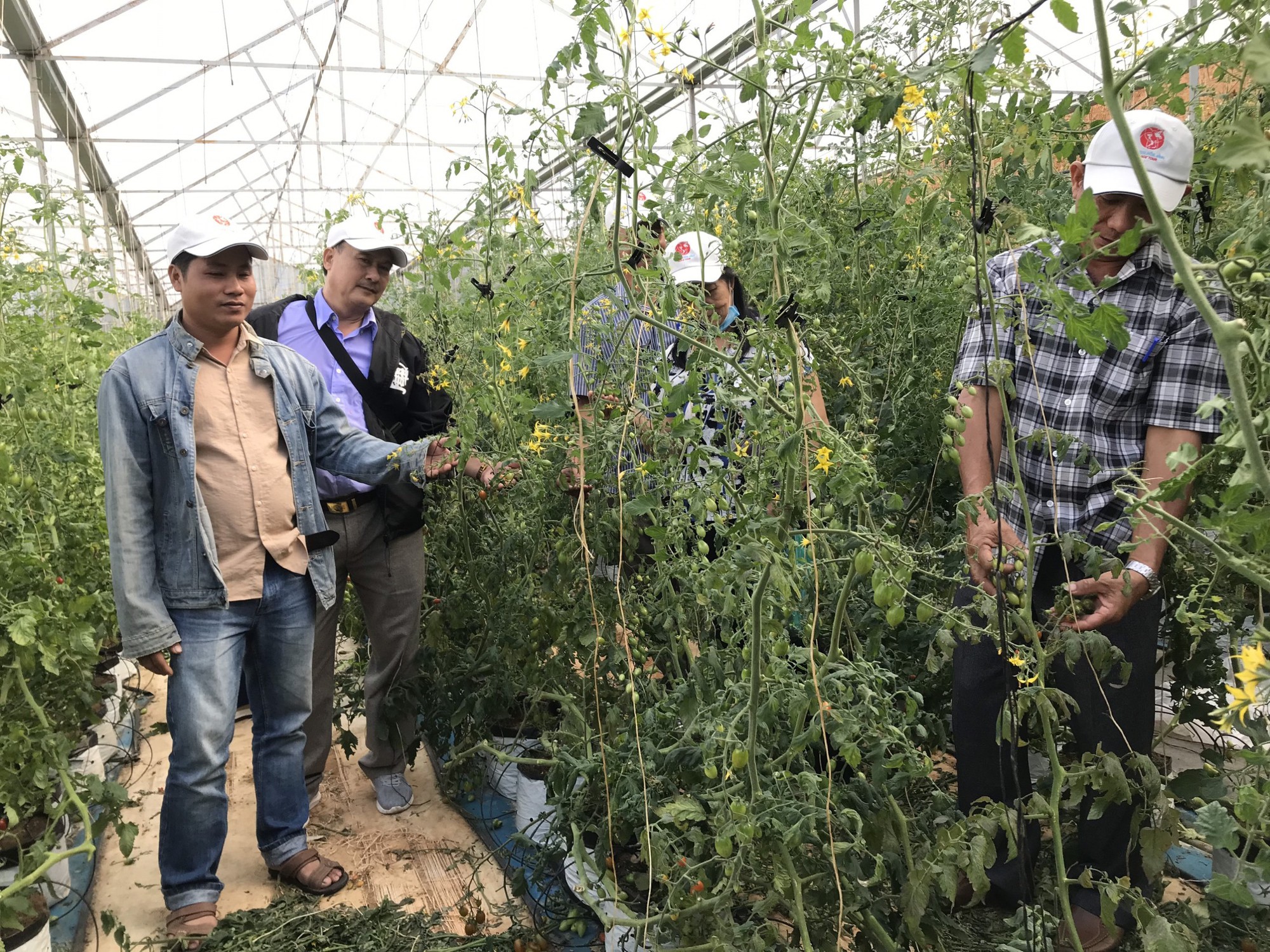 Hội Nông dân TP HCM đưa nông dân đi học tập sản xuất nông nghiệp hiện đại tại Lâm Đồng - Ảnh 6.