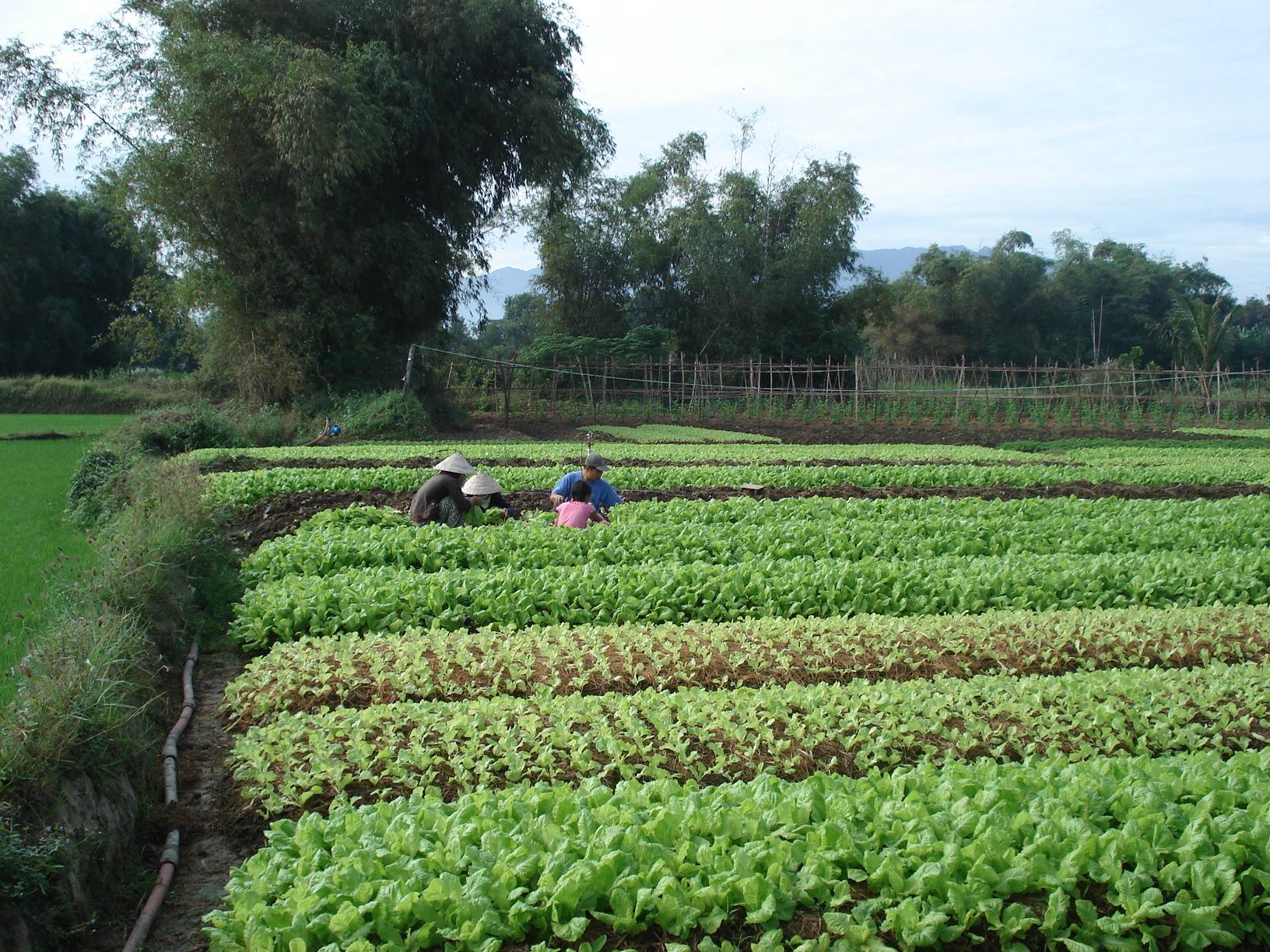 Khánh Hòa: Đã thành lập được 689 tổ Hội nghề nghiệp với 5.793 hội viên  - Ảnh 6.