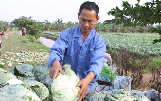 Trồng loại rau được ví như thuốc chữa bệnh, nông dân một xã của tỉnh Thái Bình thu ngay 10 tỷ đồng 