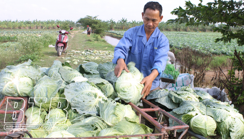 Trồng loại rau được ví như thuốc chữa bệnh, nông dân một xã của tỉnh Thái Bình thu 10 tỷ đồng  - Ảnh 1.