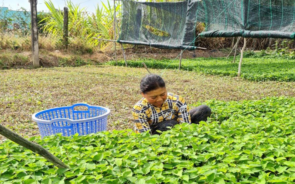 Loại rau xưa mọc hoang, ăn thơm giòn, trồng dễ như ăn kẹo, bà nông dân Bạc Liêu cắt cả tấn, bán hết veo