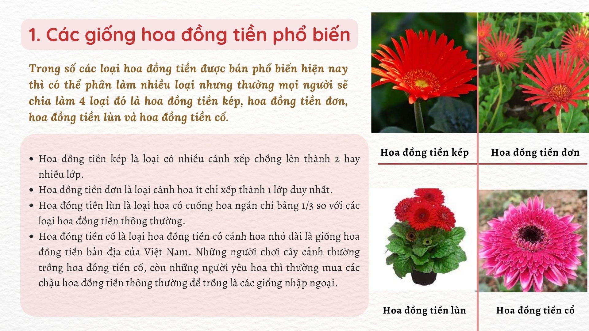 SỔ TAY NHÀ NÔNG: Mách bà con “mẹo” trồng hoa đồng tiền nở đúng dịp tết - Ảnh 2.