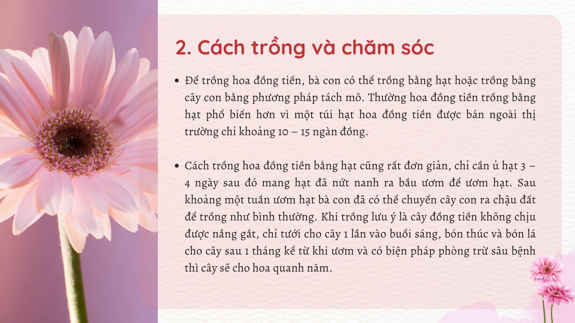 SỔ TAY NHÀ NÔNG: Mách bà con “mẹo” trồng hoa đồng tiền nở đúng dịp tết - Ảnh 3.