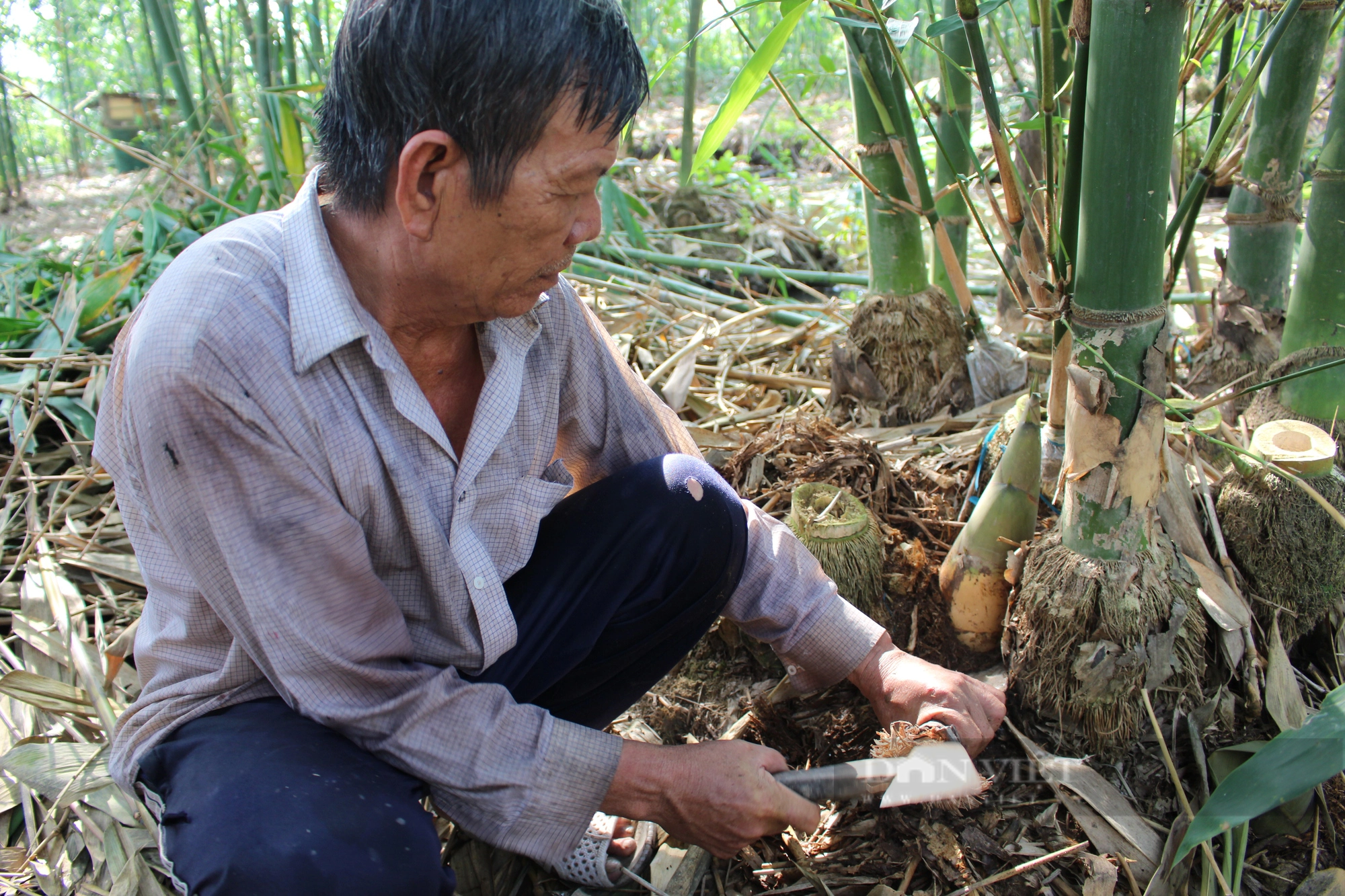 Trồng tre tứ quý bán nghịch mùa, lão nông Cần Thơ nhàn tênh mà thu tiền triệu đều đều - Ảnh 3.