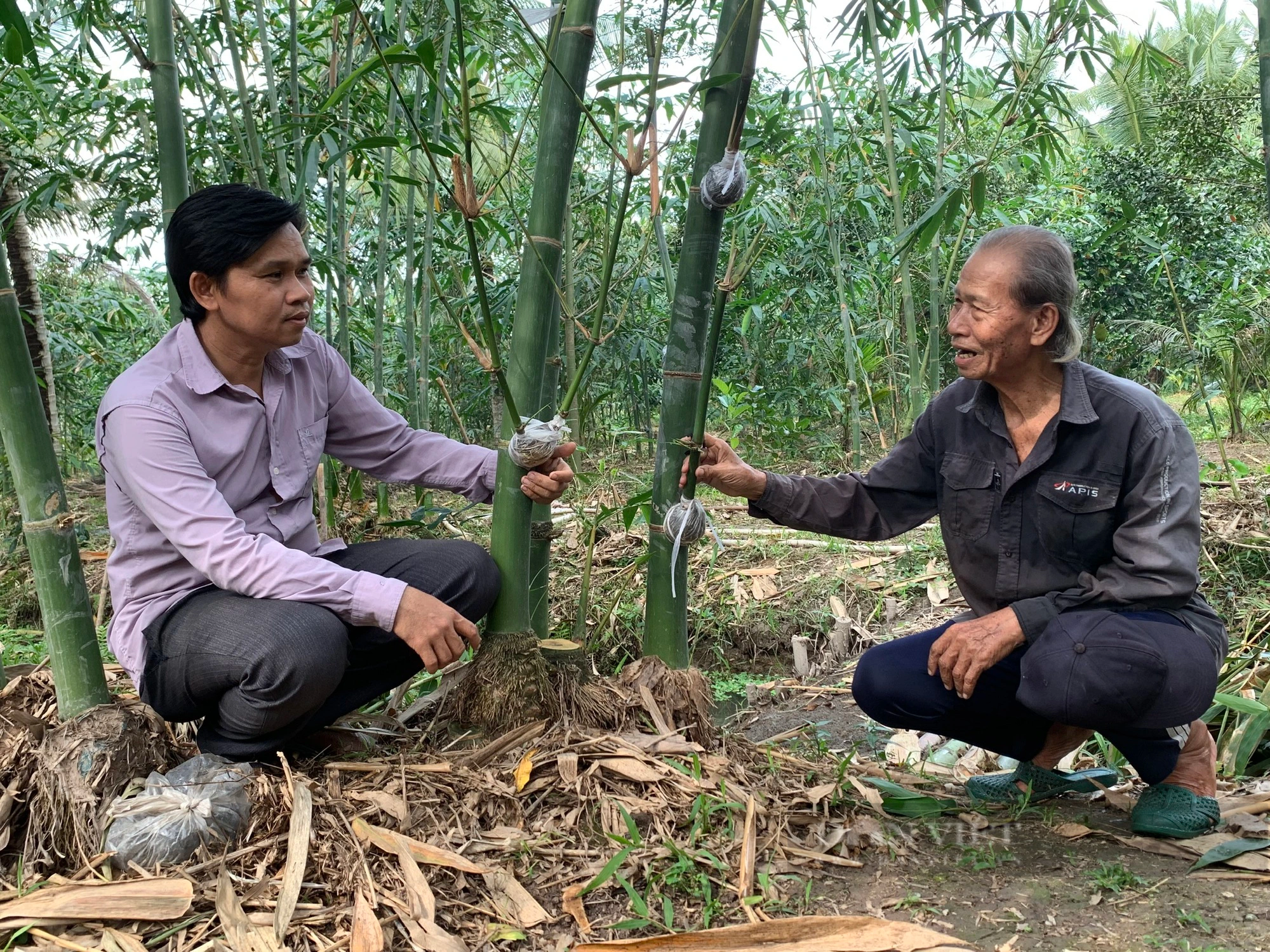 Trồng tre tứ quý bán nghịch mùa, lão nông Cần Thơ nhàn tênh mà thu tiền triệu đều đều - Ảnh 7.