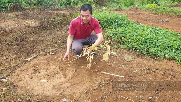 Vụ “một nông dân thắng kiện” ở Bình Phước: Công ty Sasco tố cáo kẻ lừa đảo chiếm đoạt tài sản hàng chục tỷ đồng - Ảnh 10.