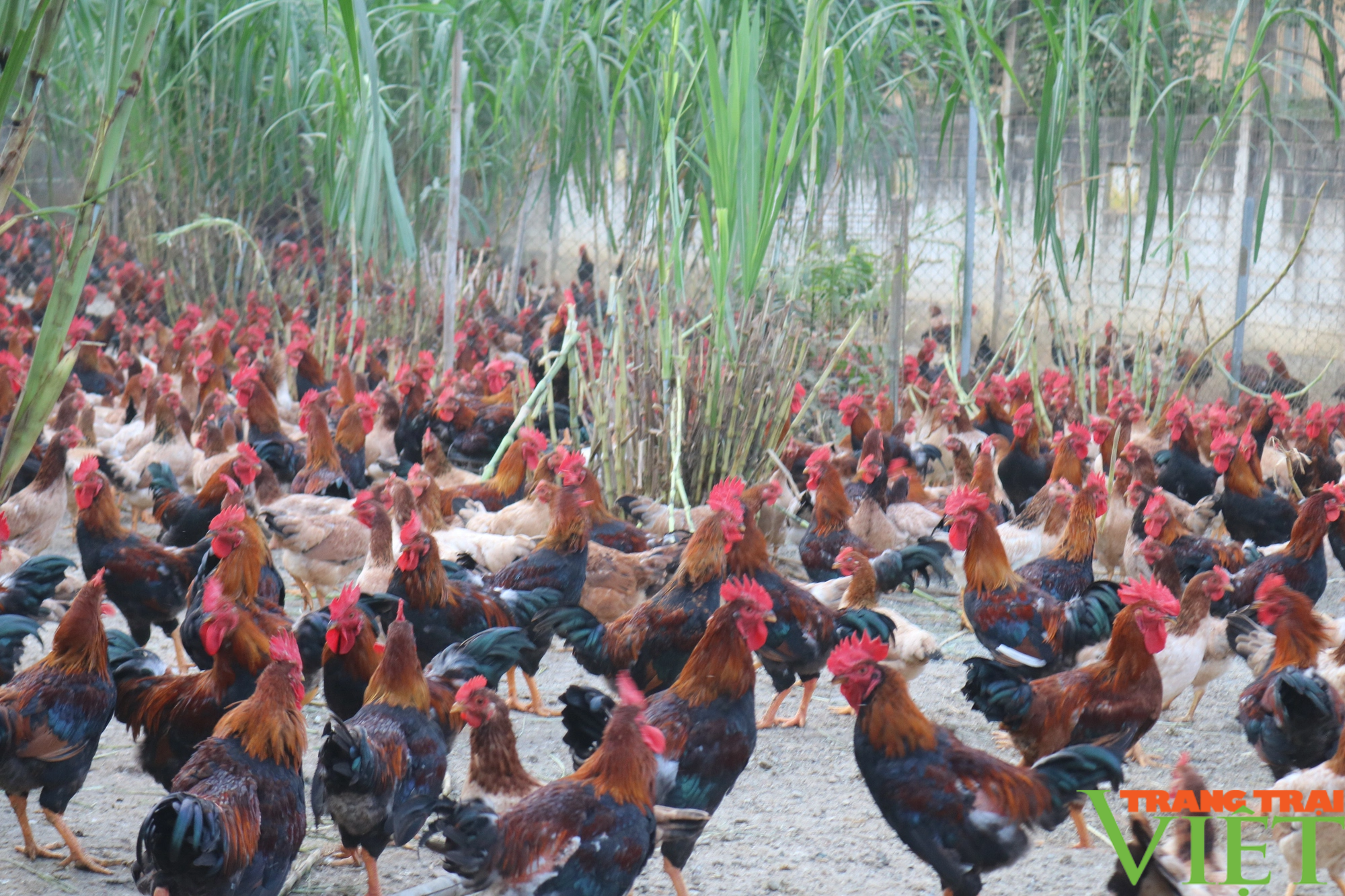 Liên kết phát triển chăn nuôi bền vững an toàn sinh học ở Lào Cai - Ảnh 1.