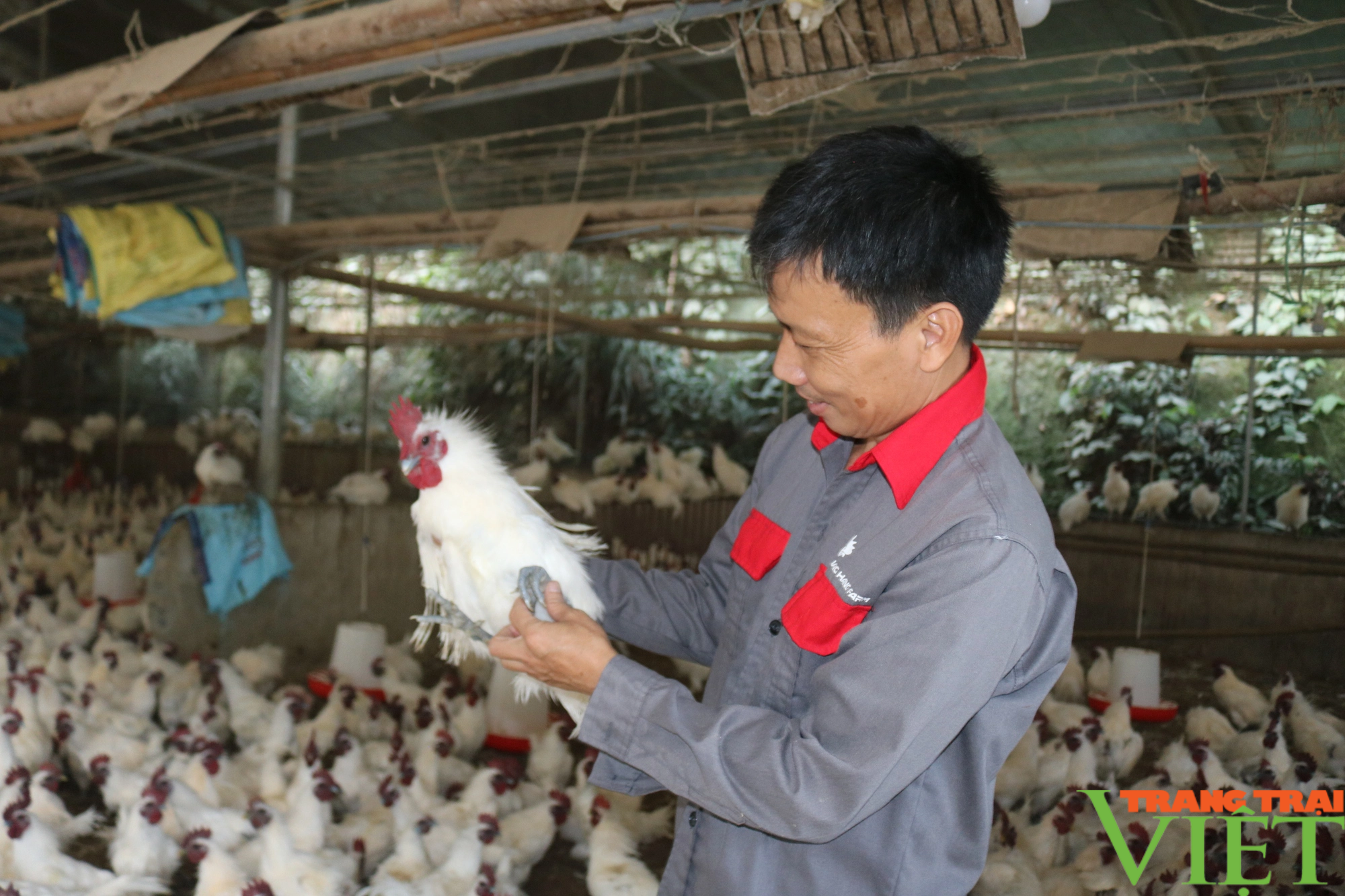 Liên kết phát triển chăn nuôi bền vững an toàn sinh học ở Lào Cai - Ảnh 2.