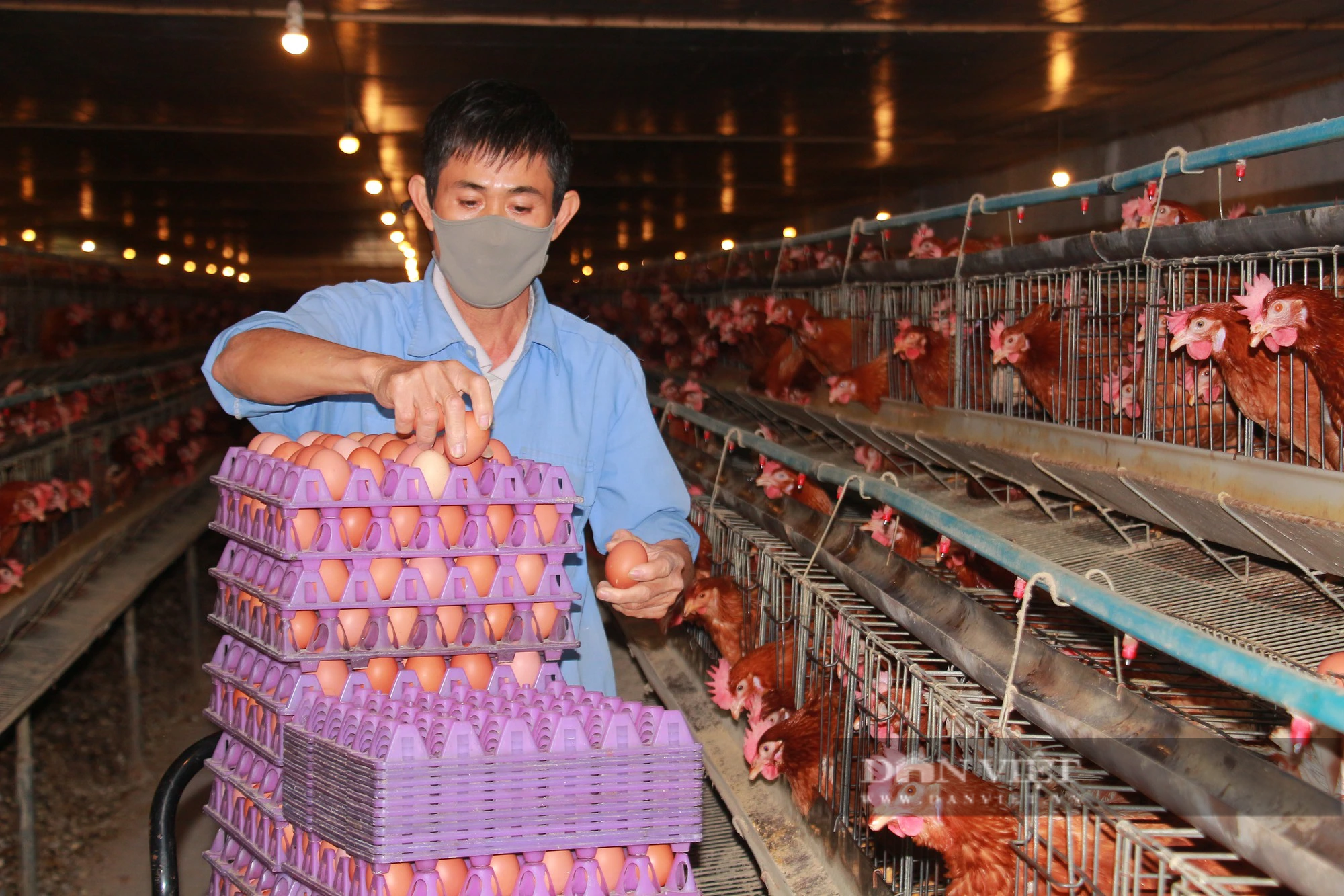 Một nông dân trẻ quê Nam Định nuôi gà đẻ cho thu nhập khủng, đầu ra ổn định - Ảnh 3.