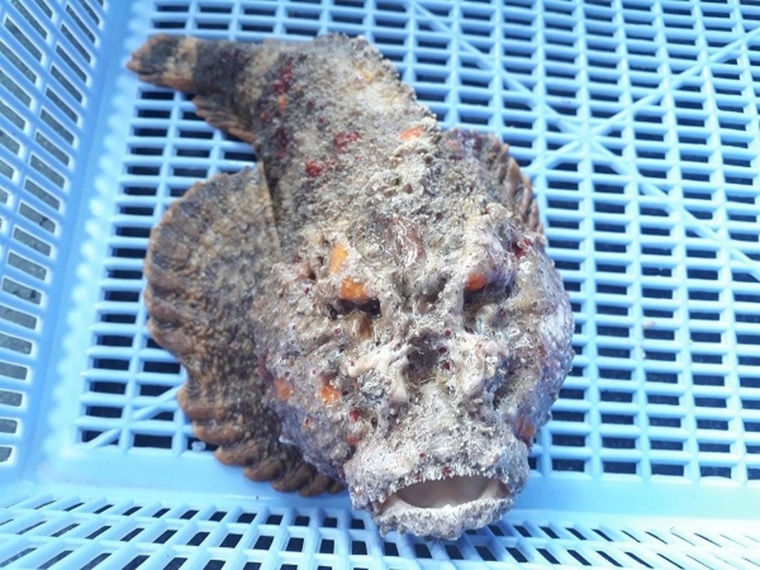 Loài cá có vẻ bề ngoài xấu xí giá gần 10 triệu đồng/con được lòng không ít khách hàng bởi hương vị độc đáo - Ảnh 5.