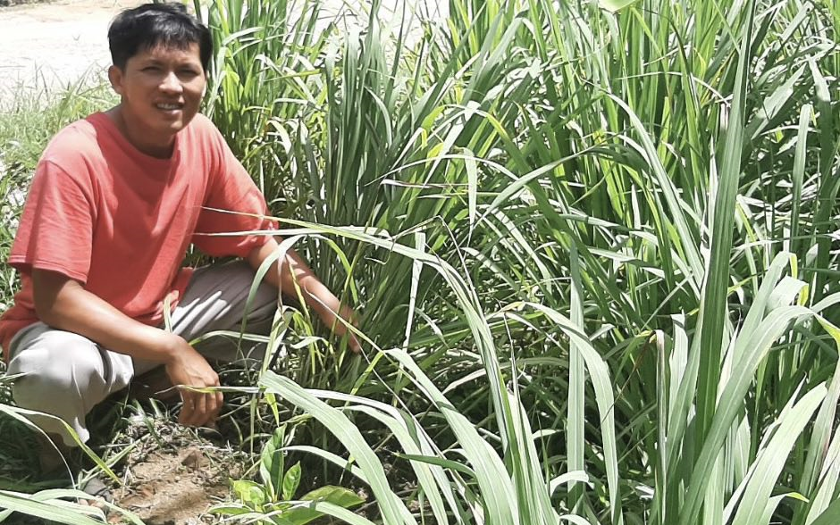 Trồng thứ cây gia vị tốt um thoạt nhìn như cỏ dại, ai ngờ anh nông dân Phú Yên có lãi cao gấp 2-3 lần