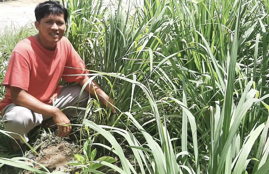 Trồng thứ cây gia vị tốt um thoạt nhìn như cỏ dại, ai ngờ anh nông dân Phú Yên có lãi cao gấp 2-3 lần - Ảnh 1.