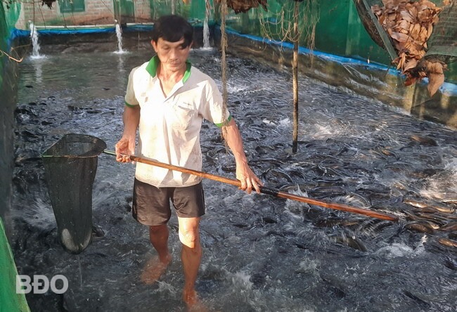 Nuôi loại cá thịt chắc nịch, giàu DHA, một nông dân Bình Định vợt bán cả tấn, giá 55.000-60.000 đồng/kg - Ảnh 1.