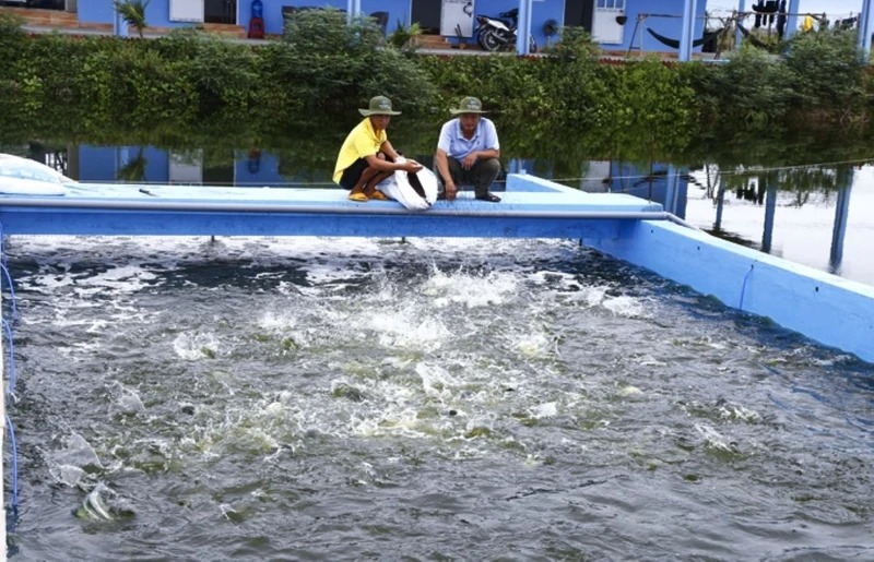 Công nghệ nuôi cá &quot;sông trong ao&quot; là nuôi kiểu gì mà cá dày đặc, quẫy ầm ầm, đã nhanh lớn còn đẹp mã? - Ảnh 1.