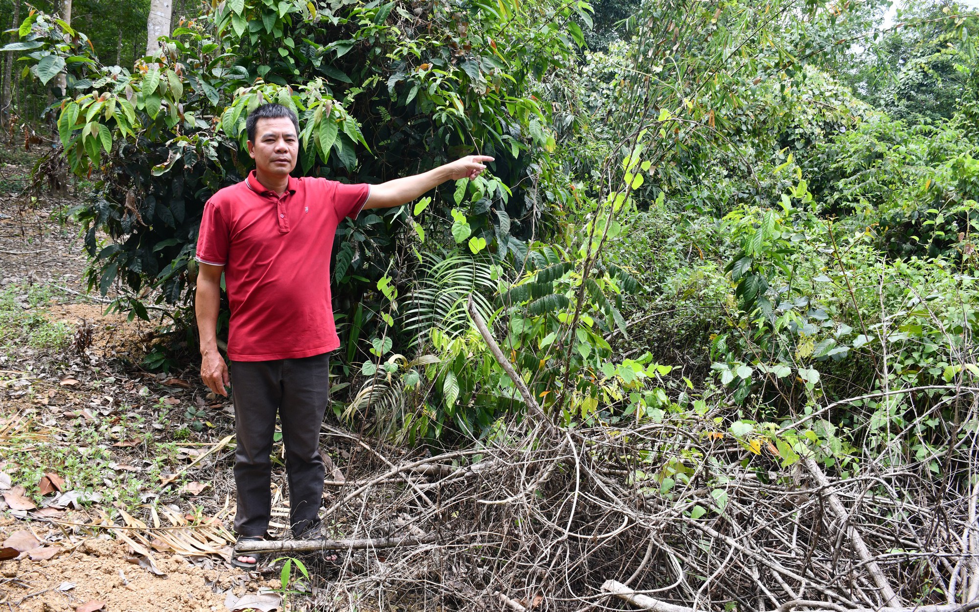 Vụ “một nông dân thắng kiện” ở Bình Phước: Sasco tố cáo có người lừa bán vườn cao su của Công ty
