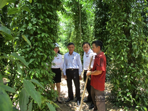 Quảng Nam: Huyện Tiên Phước phấn đấu đạt chuẩn huyện nông thôn mới vào năm 2025 - Ảnh 5.