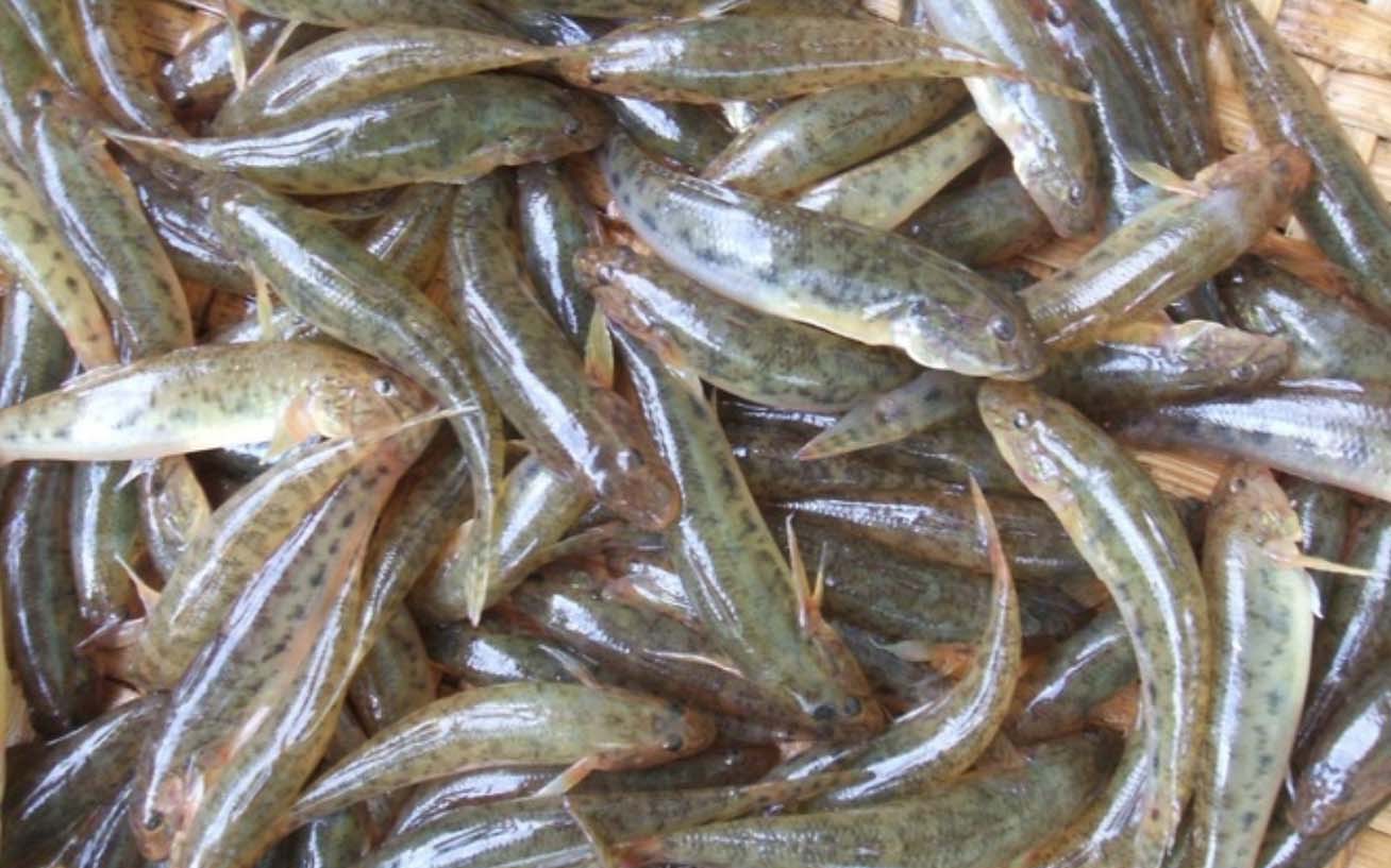 Vì sao Quảng Ngãi có nhiều đặc sản nhưng chỉ duy nhất cá bống sông Trà lọt Top Ẩm thực tiêu biểu Việt Nam?