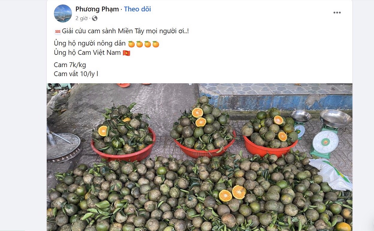 Cam sành miền Tây rớt giá thê thảm, bán lẻ chỉ còn 5.000 đồng/kg, người Sài Gòn thi nhau bán cam - Ảnh 3.