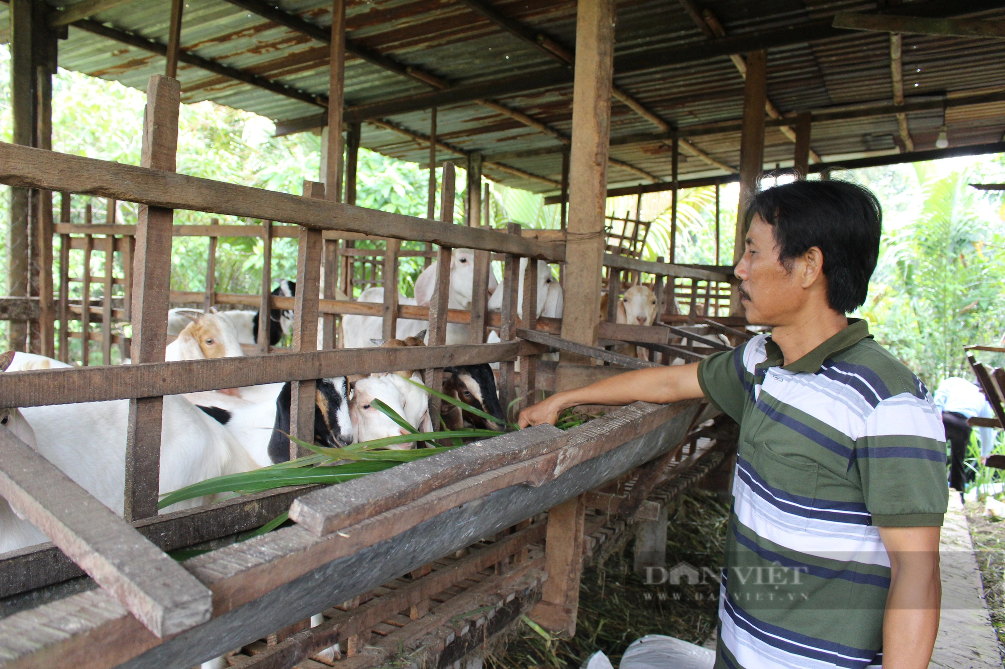 Mô hình nuôi dê sinh sản giúp nông dân Cần Thơ thoát nghèo, nhà nào cũng khá giả - Ảnh 5.