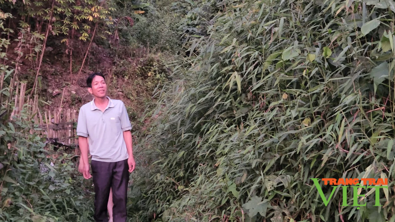 Lai Châu: Xã Mường Tè tăng cường công tác quản lý, bảo vệ rừng  - Ảnh 1.