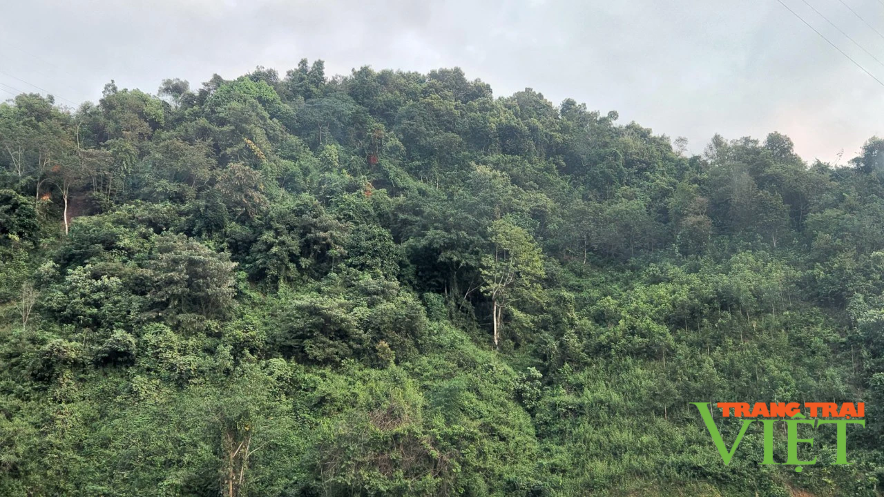 Lai Châu: Xã Mường Tè tăng cường công tác quản lý, bảo vệ rừng  - Ảnh 2.