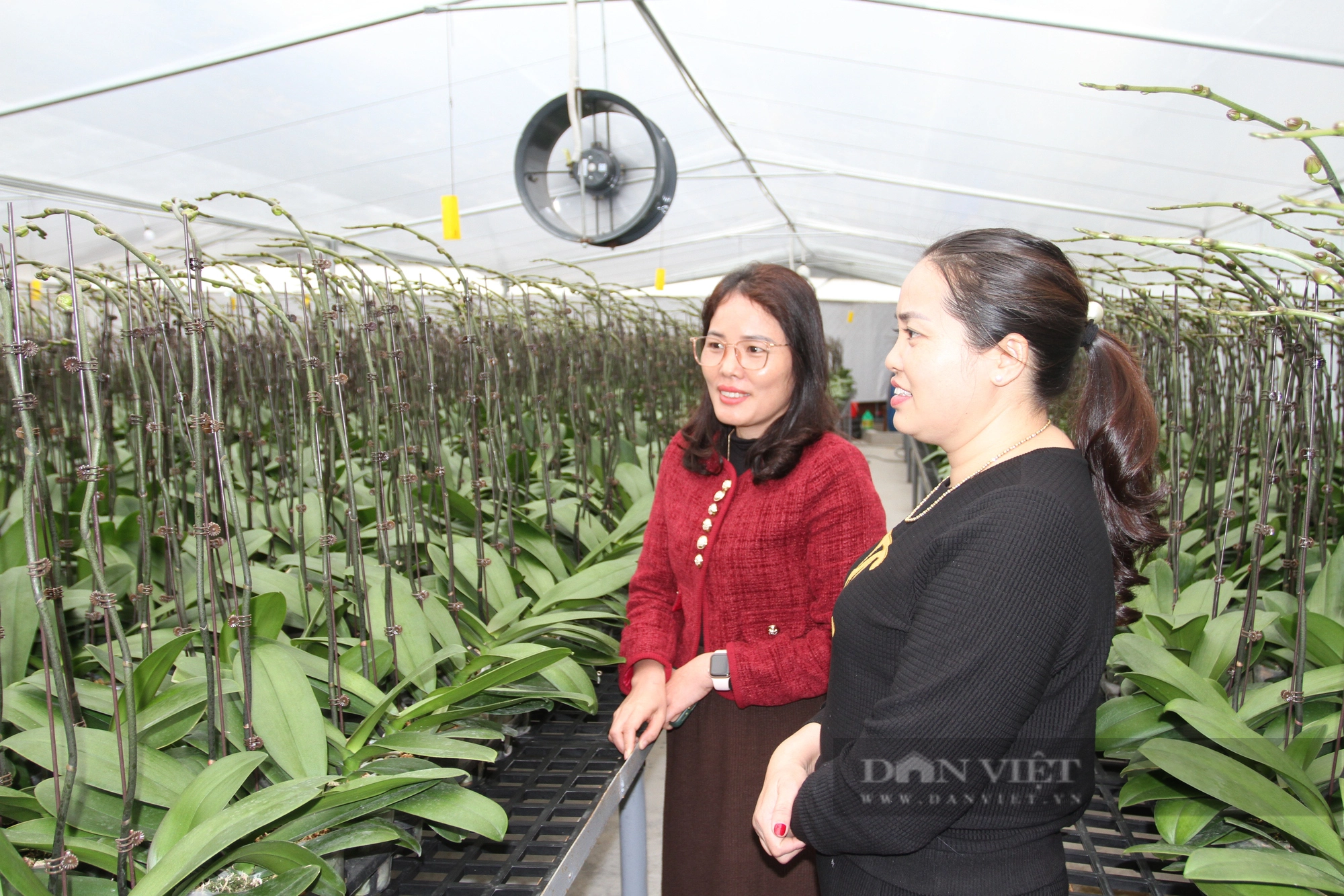 Mua lan về chơi ai ngờ trúng lớn, vợ chồng trẻ Thái Nguyên bỏ nghề xây dựng về trồng lan  - Ảnh 6.