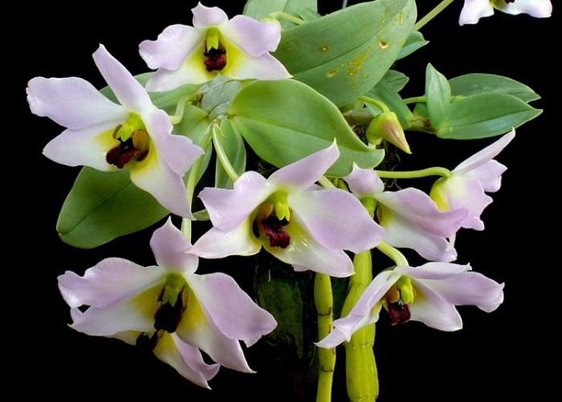 Đây là 5 loại hoa lan rừng đẹp, lạ, thiên hạ xem mặt hoa là thốt lên trầm trồ - Ảnh 3.