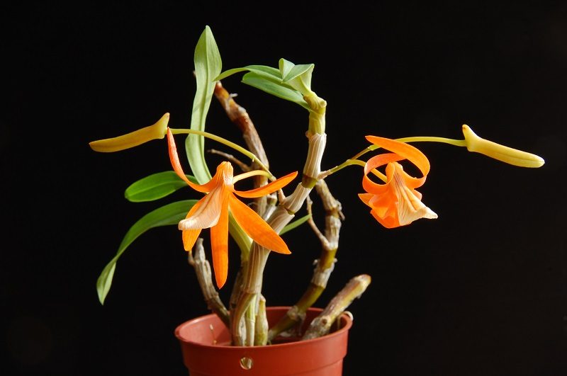 Đây là 5 loại hoa lan rừng đẹp, lạ, thiên hạ xem mặt hoa là thốt lên trầm trồ - Ảnh 6.