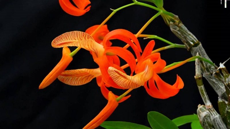Đây là 5 loại hoa lan rừng đẹp, lạ, thiên hạ xem mặt hoa là thốt lên trầm trồ - Ảnh 5.