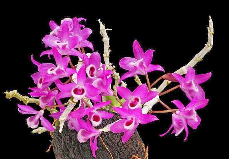 Đây là 5 loại hoa lan rừng đẹp, lạ, thiên hạ xem mặt hoa là thốt lên trầm trồ - Ảnh 4.