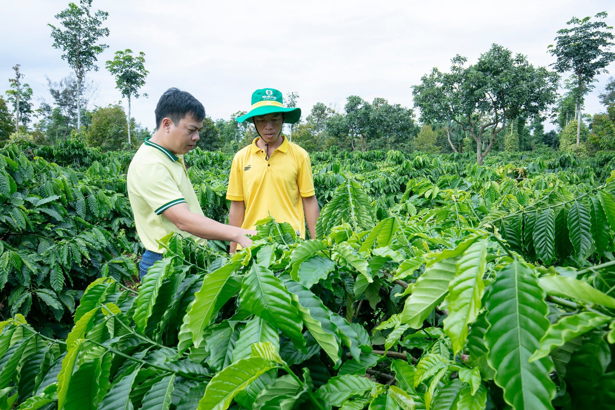 Giải pháp dinh dưỡng cho cà phê mùa khô ở Tây Nguyên - nông dân trải nghiệm NPK Cà  Mau công nghệ Polyphosphate - Ảnh 1.