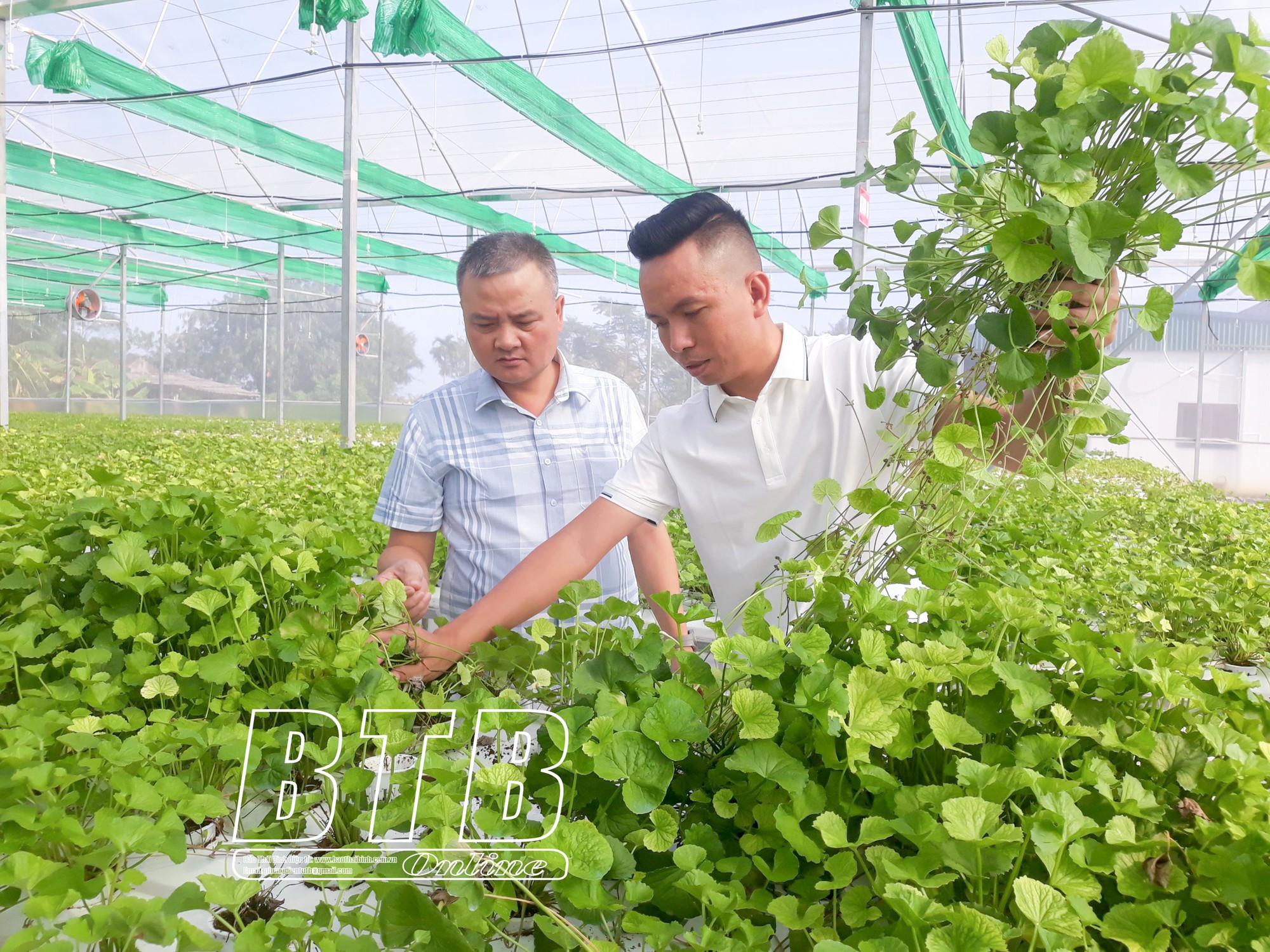 Trồng rau má mà không cần đất, giám đốc HTX ở Thái Bình đem xay thành bột, bán 3 triệu đồng/kg - Ảnh 1.