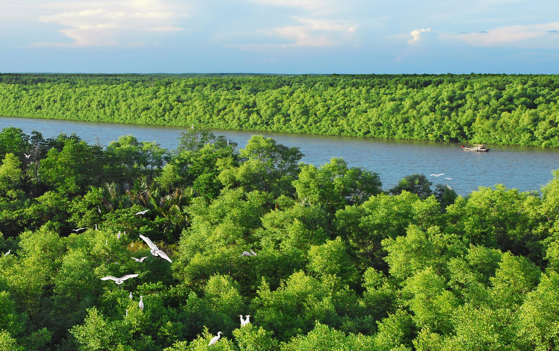 Khu rừng cách trung tâm TP HCM 40km, trên chim trời, dưới cây xanh, nước 3 dòng sông nổi tiếng dồn về - Ảnh 7.