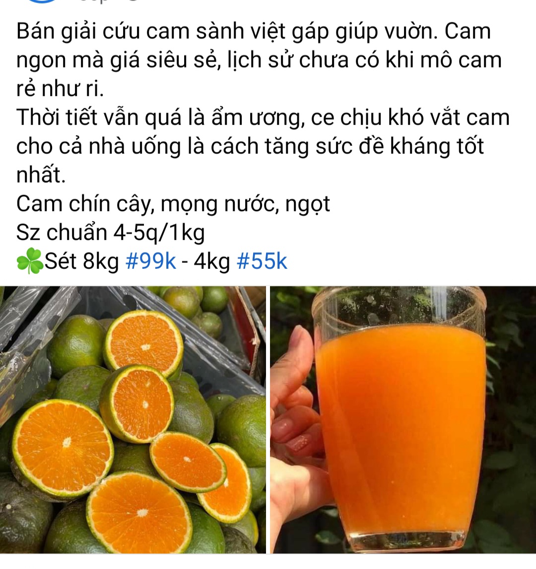 Cam sành miền Tây rớt giá thê thảm, bán lẻ chỉ còn 5.000 đồng/kg, người Sài Gòn thi nhau bán cam - Ảnh 6.
