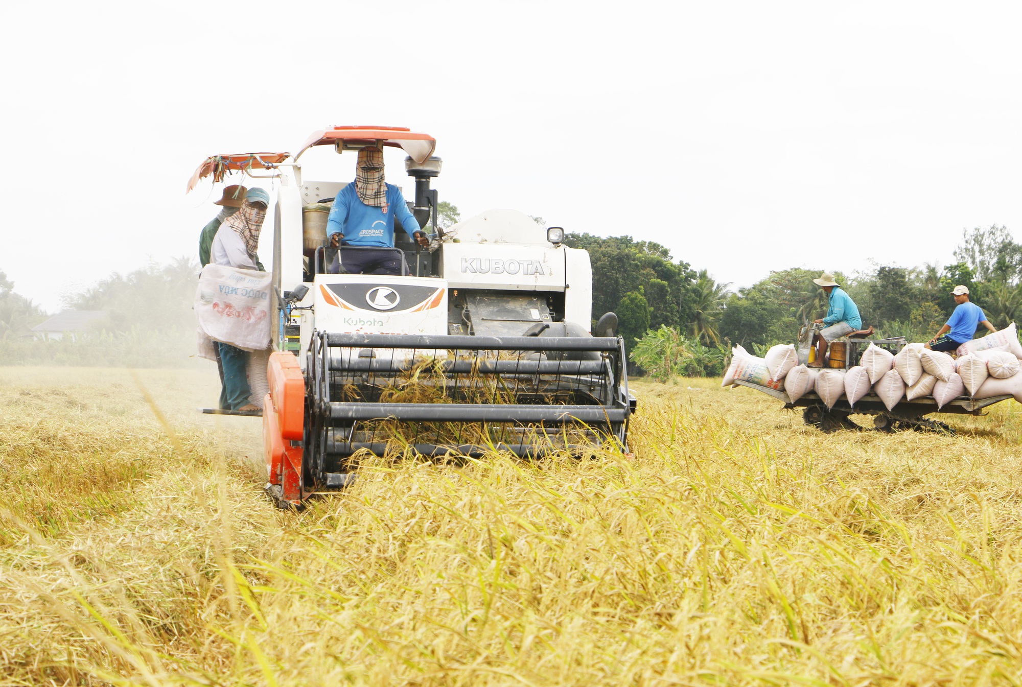 Phát động thực hiện đề án 1 triệu ha lúa chất lượng cao và phát thải thấp gắn với tăng trưởng xanh vùng ĐBSCL - Ảnh 1.