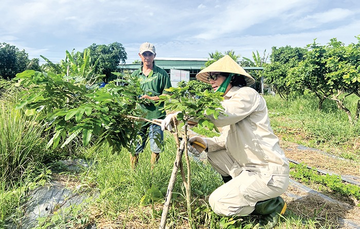 Loại quả ngon trồng ở Cần Thơ, nhanh ra trái, bán ra nước ngoài, bóc vỏ đã thấy thơm rồi - Ảnh 1.