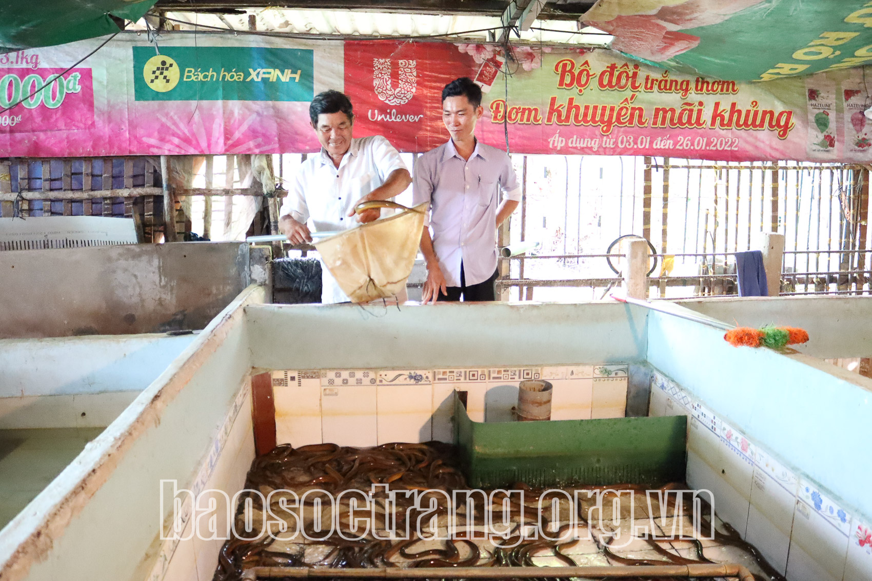 Ở một nơi của Sóc Trăng, nông dân nuôi lươn kiểu gì mà dày đặc, toàn con to, vợt lên dễ như ăn kẹo? - Ảnh 1.