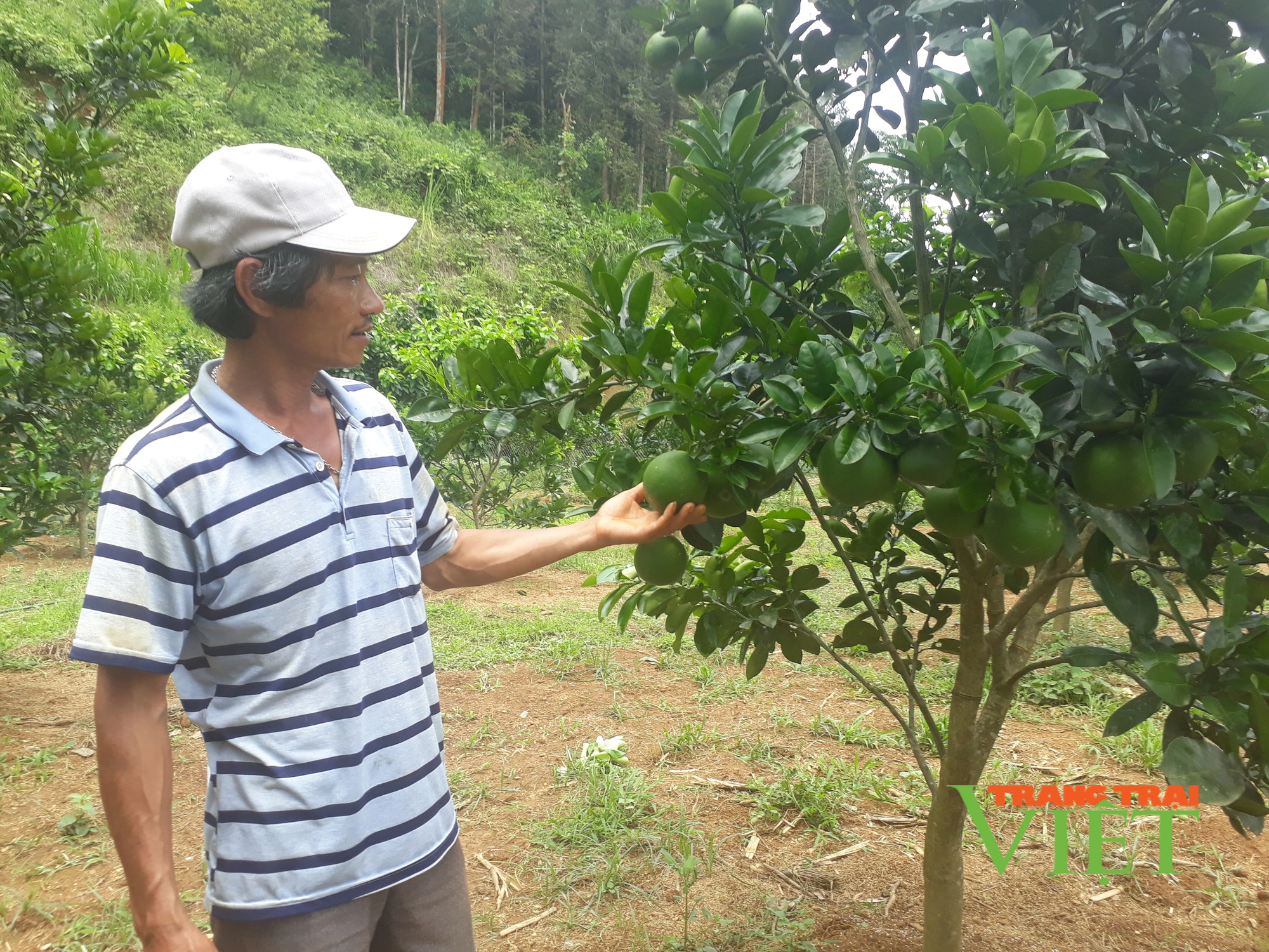 Lai Châu: Nhiều giải pháp xây dựng chi, tổ hội nông dân nghề nghiệp - Ảnh 1.