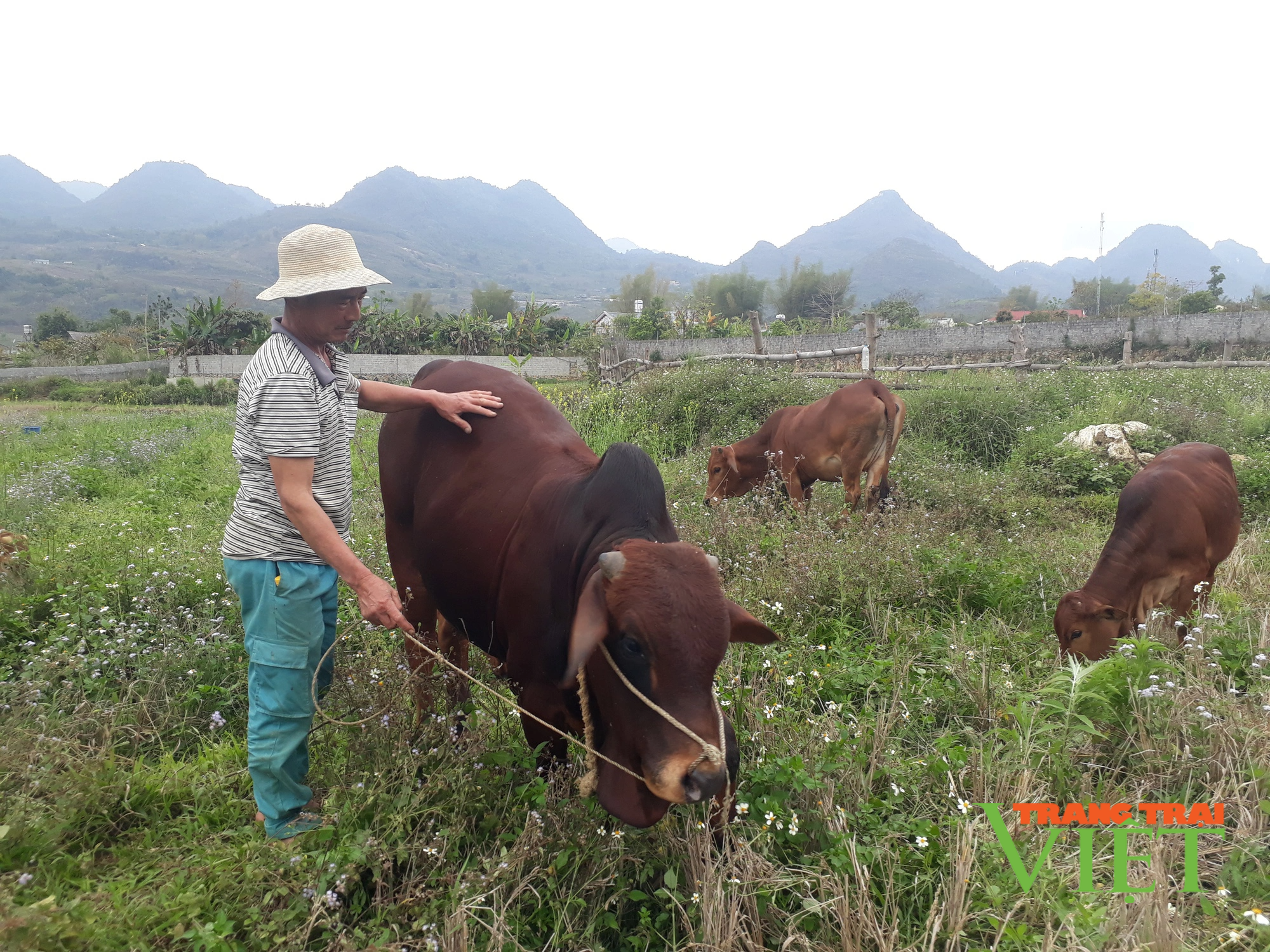 Lai Châu: Nhiều giải pháp xây dựng chi, tổ hội nông dân nghề nghiệp - Ảnh 4.