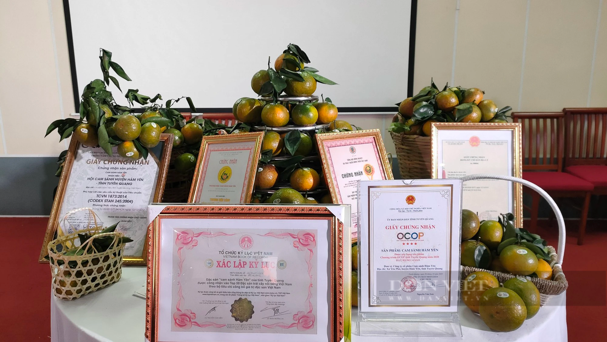 Tuyên Quang: Hơn 5.100ha trồng cam, Hàm Yên đánh thức &quot;mỏ vàng&quot; 100 tỷ đồng - Ảnh 5.