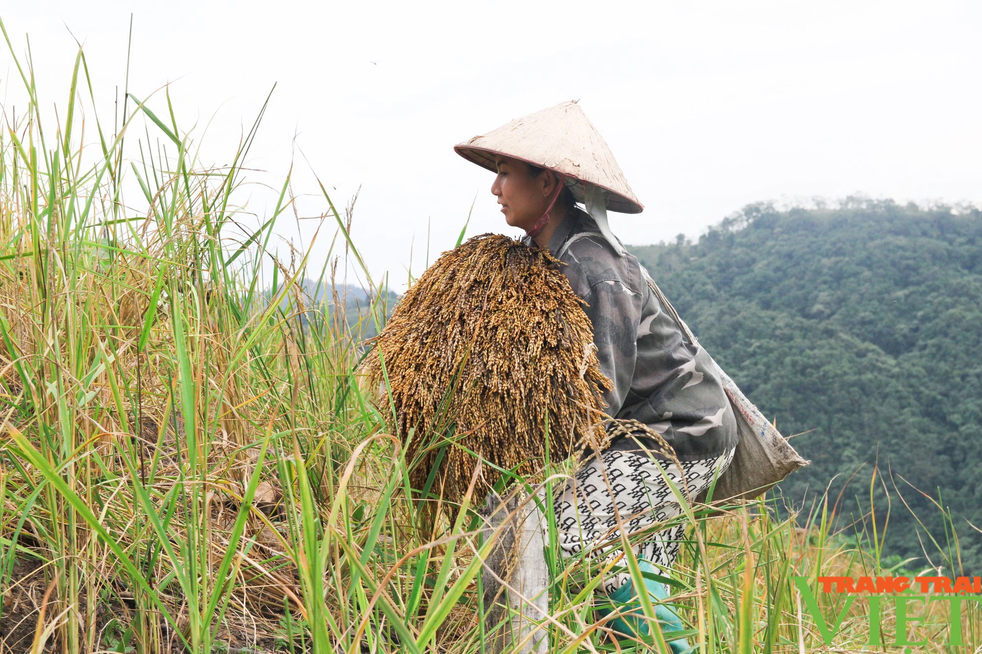 Lên vùng cao Đà Bắc, xem bà con dân tộc Tày thu hoạch &quot;hạt ngọc trời&quot; - Ảnh 6.