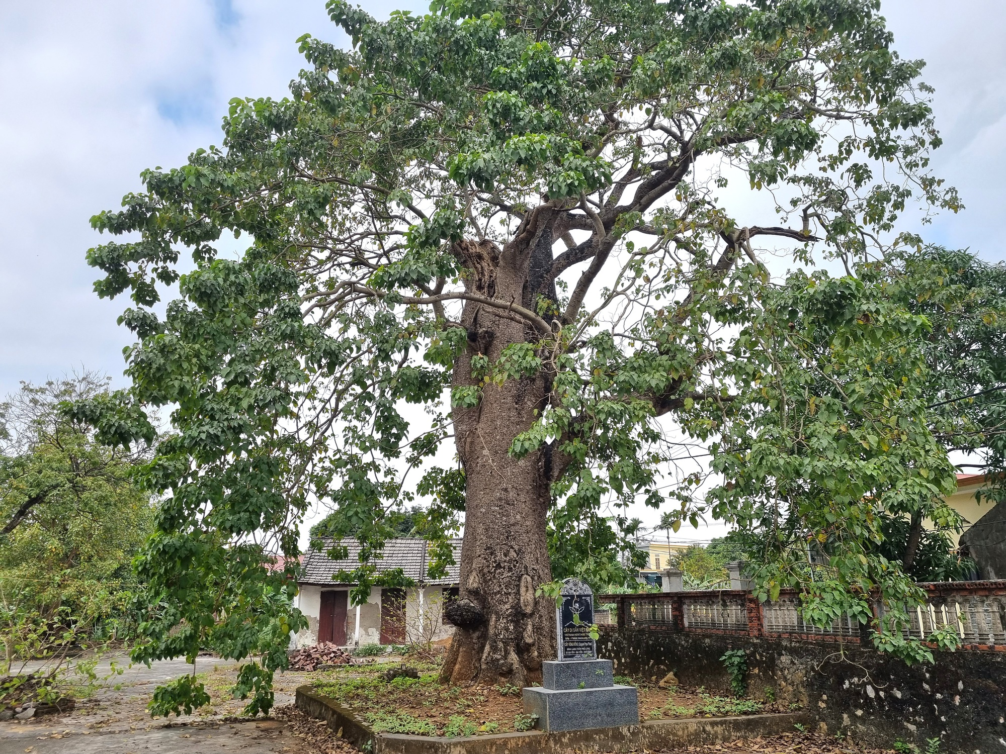 Cận cảnh cây thị cổ hơn 700 năm với thân xù xì, cành lá xanh tốt ở Ninh Bình - Ảnh 8.