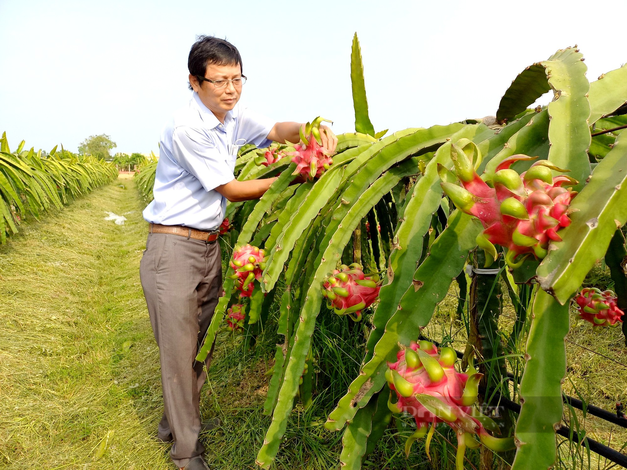 Trồng thanh long sạch kiểu… canh nắng trời, anh nông dân tì tì xuất khẩu “trái rồng” sang trời Âu - Ảnh 1.