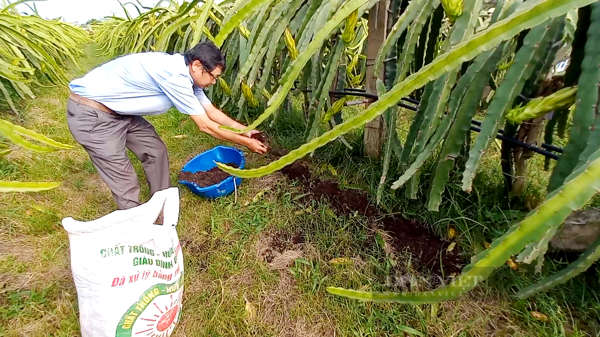 Trồng thanh long sạch kiểu… canh nắng trời, anh nông dân tì tì xuất khẩu “trái rồng” sang trời Âu - Ảnh 2.