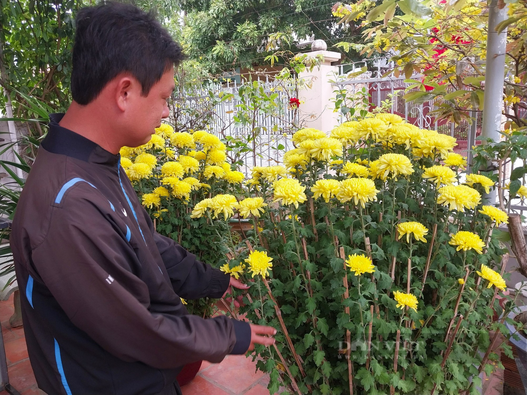 Chậu hoa cúc do chàng rể phi công Trần Ngọc Duy mua tặng nhà vợ ở Ninh Thuận vẫn xanh tươi   - Ảnh 4.