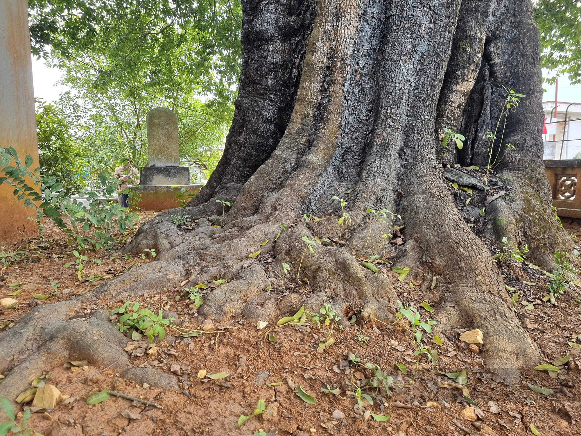 Cận cảnh cây thị cổ hơn 700 năm với thân xù xì, cành lá xanh tốt ở Ninh Bình - Ảnh 5.