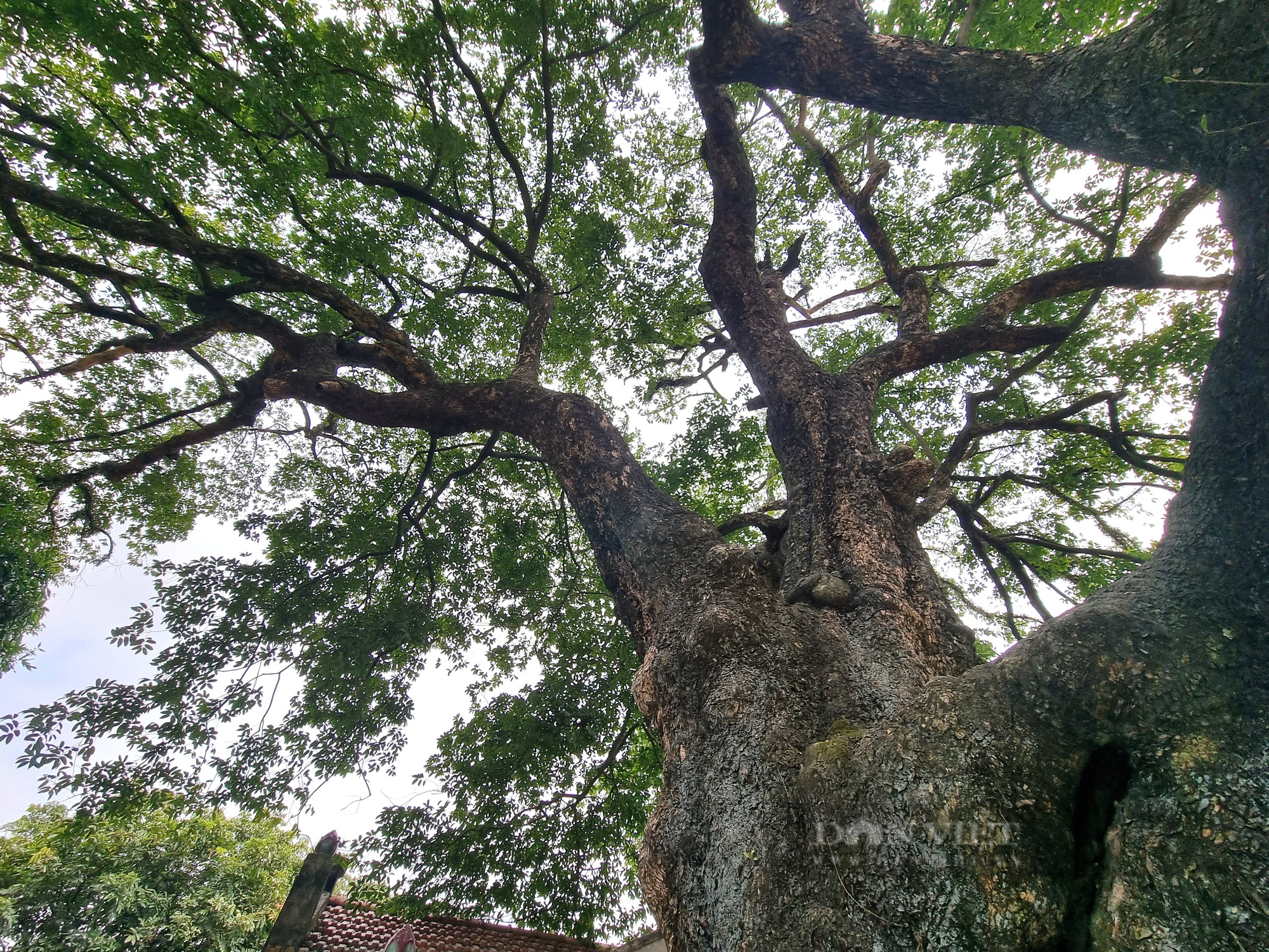Cận cảnh cây thị cổ hơn 700 năm với thân xù xì, cành lá xanh tốt ở Ninh Bình - Ảnh 6.