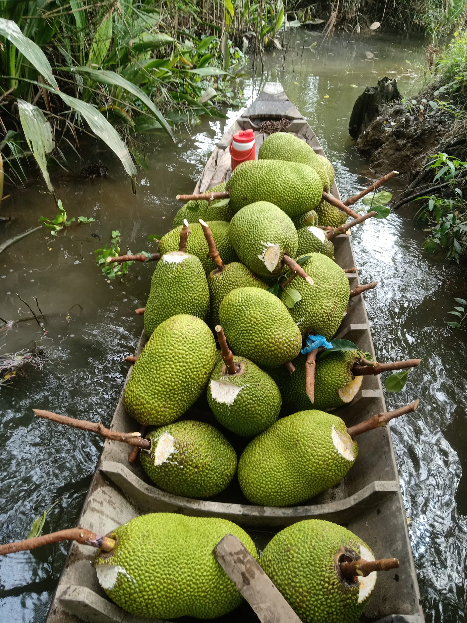 Giá mít Thái hôm nay 1/2: Thương lái khuyên cứ giá mít được 20.000 đồng/kg thì bán liền, không nên neo lại - Ảnh 1.